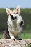 CORGI PEMBROKE 642